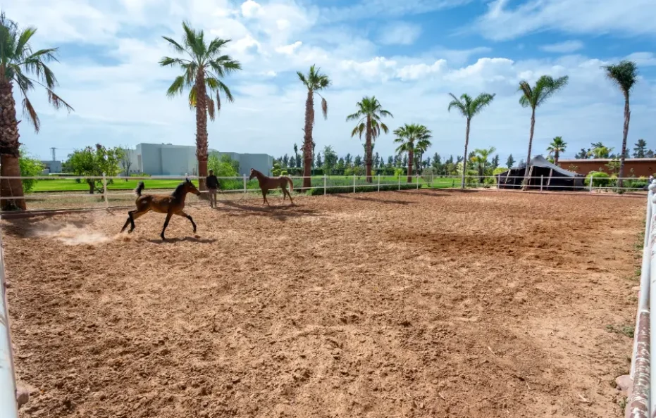 Villa Olympus | Villa à Marrakech